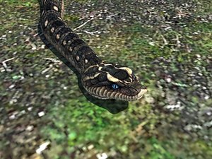 Snake reptile