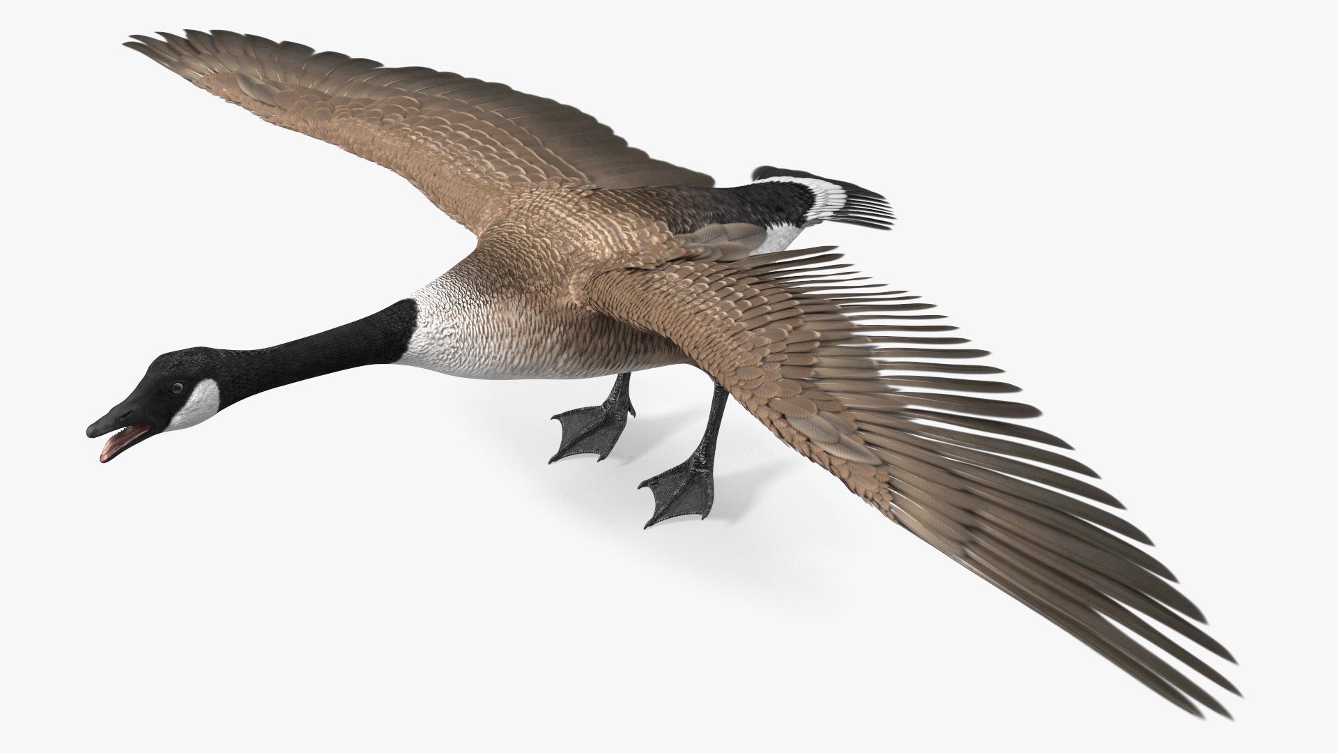 Wild Goose 3D Model TurboSquid 2112903