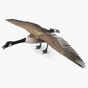 Wild Goose 3D model