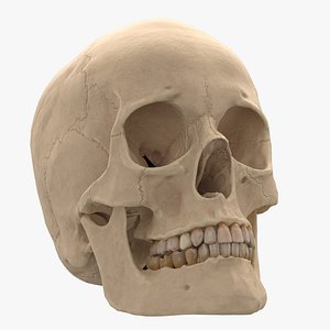 3D female skull model