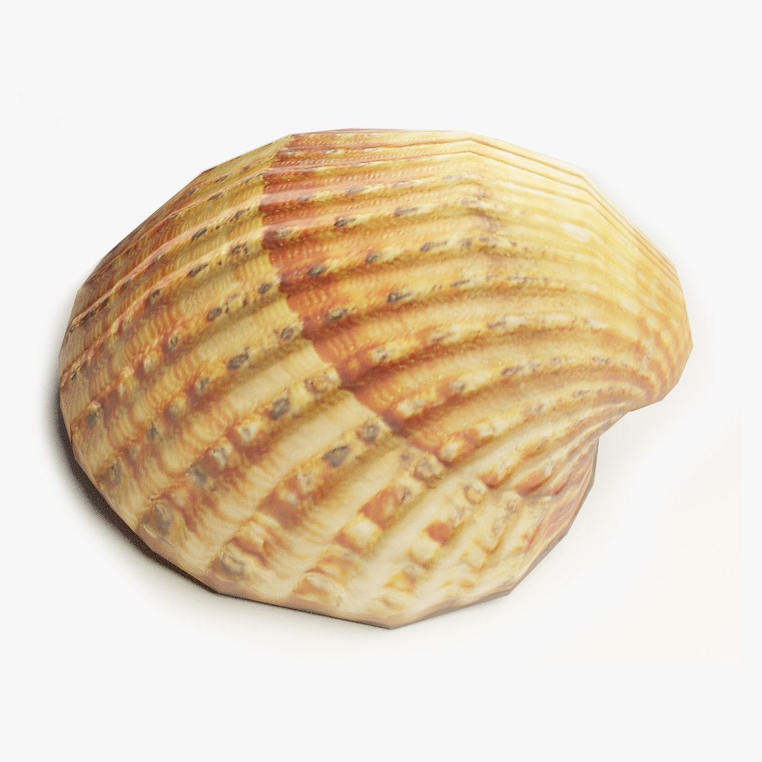3D-Scanned Seashells - Set of 12 3D model https://p.turbosquid.com/ts-thumb/Dl/If4pqr/A5/ts_previews/jpg/1633280341/1920x1080/fit_q87/46cfbc99aa968e4e1f25a1edb8e707a90313dad1/ts_previews.jpg