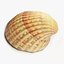 3D-Scanned Seashells - Set of 12 3D model
