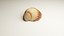 3D-Scanned Seashells - Set of 12 3D model