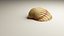 3D-Scanned Seashells - Set of 12 3D model