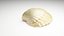 3D-Scanned Seashells - Set of 12 3D model