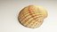 3D-Scanned Seashells - Set of 12 3D model