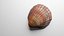 3D-Scanned Seashells - Set of 12 3D model