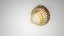 3D-Scanned Seashells - Set of 12 3D model