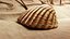 3D-Scanned Seashells - Set of 12 3D model