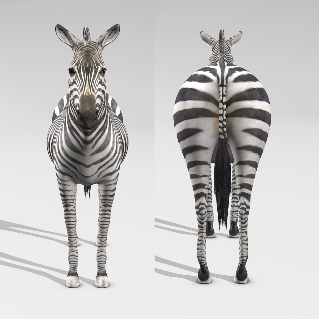 3d Model Rigged Animation