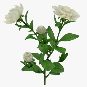 gardenia branch max