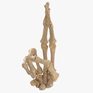 Real Human Hand Bones Good Luck Sign