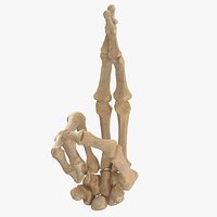 Real Human Hand Bones Good Luck Sign
