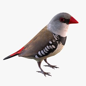 Diamond Firetail Finch