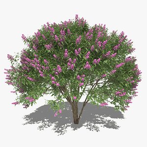 syringa lilac common set 3d model