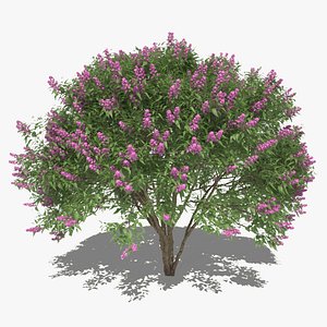 Common Lilac Set