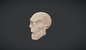 Human Skull