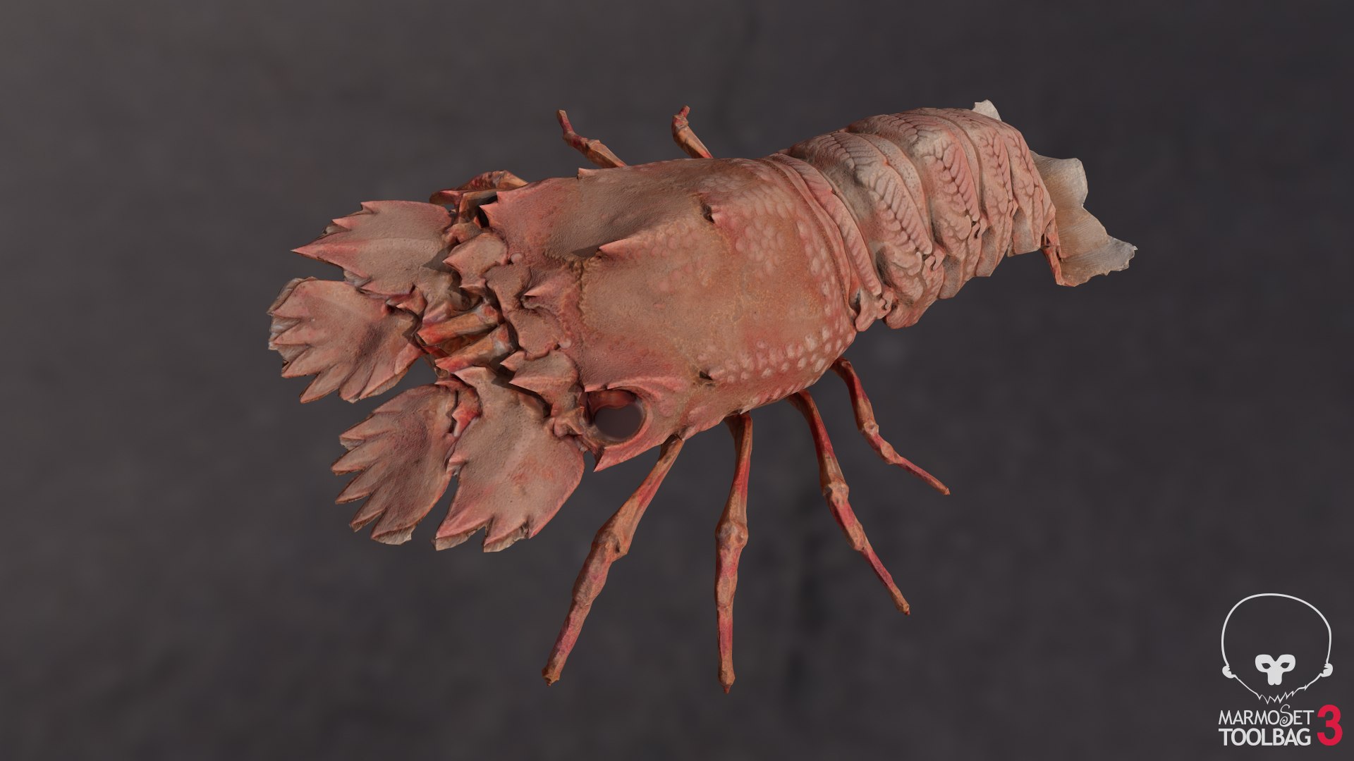 3D Slipper Lobster - TurboSquid 1435659