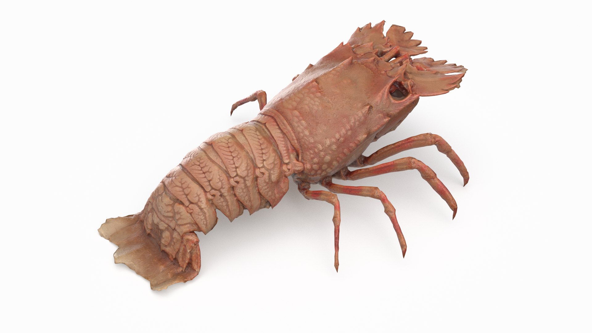 3D Slipper Lobster - TurboSquid 1435659
