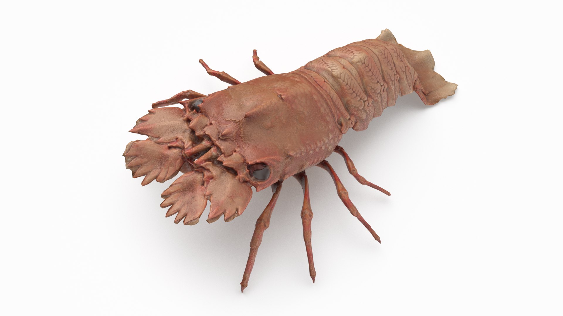 3D Slipper Lobster - TurboSquid 1435659