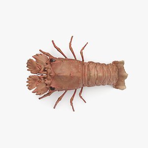 Slipper Lobster