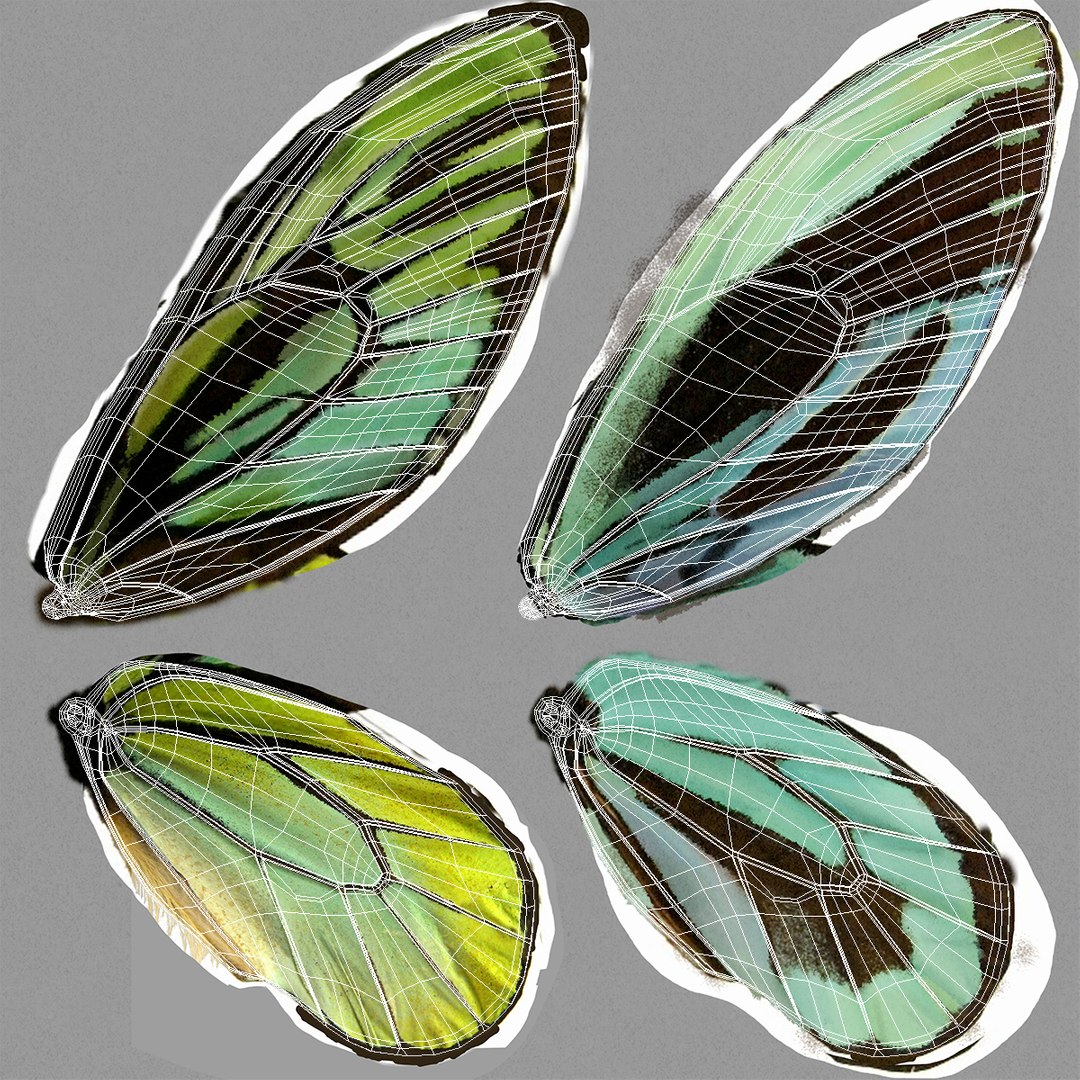 3D model queen alexandras birdwing flying https://p.turbosquid.com/ts-thumb/Dm/7vFj71/DvXfsSZz/queenalexandrasbirdwingflyingpose3dmodel010/jpg/1496813096/1920x1080/fit_q87/9b2a98c6c89f42dd14d4d513065d559da9dc0460/queenalexandrasbirdwingflyingpose3dmodel010.jpg