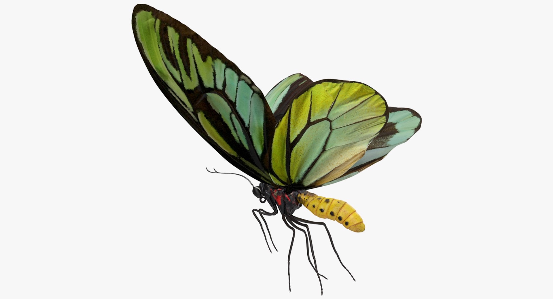 Queen Alexandras Birdwing Flying Pose 3D model preview