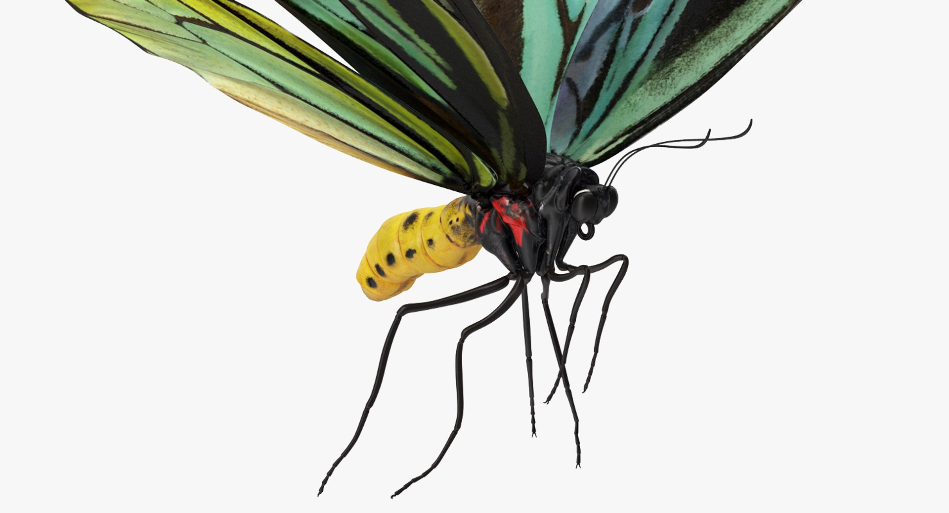3D model queen alexandras birdwing flying https://p.turbosquid.com/ts-thumb/Dm/7vFj71/TB1OczYg/queenalexandrasbirdwingflyingpose3dmodel004/jpg/1496813096/1920x1080/fit_q87/1463236cec4a4230837ce27e9aa8af7835dd6c6e/queenalexandrasbirdwingflyingpose3dmodel004.jpg