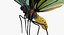 Königin Alexandras Birdwing Flying Pose