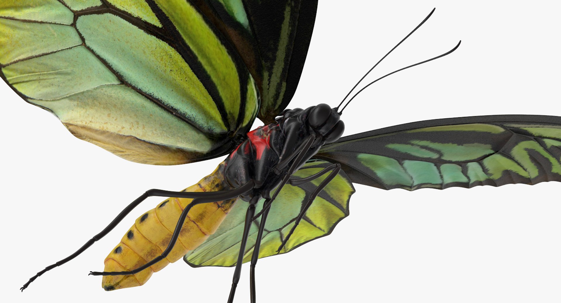 3D model queen alexandras birdwing flying https://p.turbosquid.com/ts-thumb/Dm/7vFj71/mycB7Dnq/queenalexandrasbirdwingflyingpose3dmodel007/jpg/1496813096/1920x1080/fit_q87/8796dd19d195975be33afb02bf658d0ccd25bb63/queenalexandrasbirdwingflyingpose3dmodel007.jpg