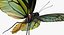 Königin Alexandras Birdwing Flying Pose