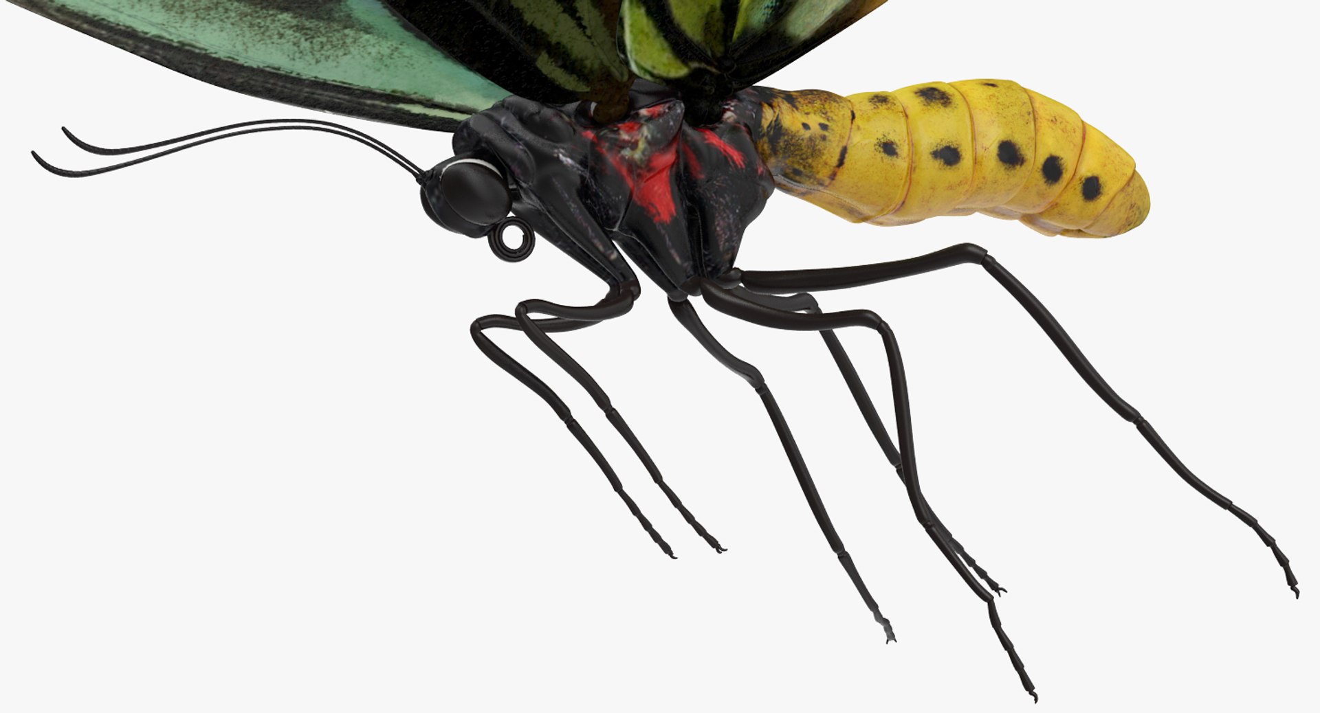 3D model queen alexandras birdwing flying https://p.turbosquid.com/ts-thumb/Dm/7vFj71/sHoKCmwm/queenalexandrasbirdwingflyingpose3dmodel003/jpg/1496813096/1920x1080/fit_q87/13b07eca7e5f7b3015815dddeeda6aa16688ad54/queenalexandrasbirdwingflyingpose3dmodel003.jpg