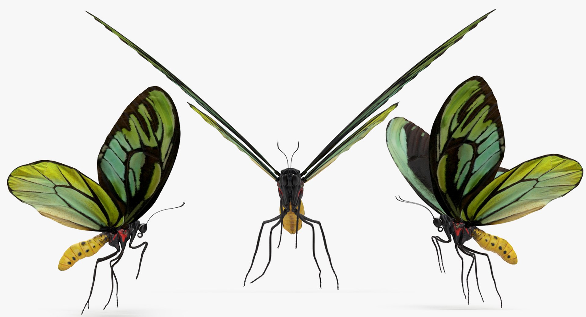 3D model queen alexandras birdwing flying https://p.turbosquid.com/ts-thumb/Dm/7vFj71/vRdkmHkQ/queenalexandrasbirdwingflyingpose3dmodel002/jpg/1496813096/1920x1080/fit_q87/5469cbcfdc21613cd91becf83ee947a9654081b8/queenalexandrasbirdwingflyingpose3dmodel002.jpg