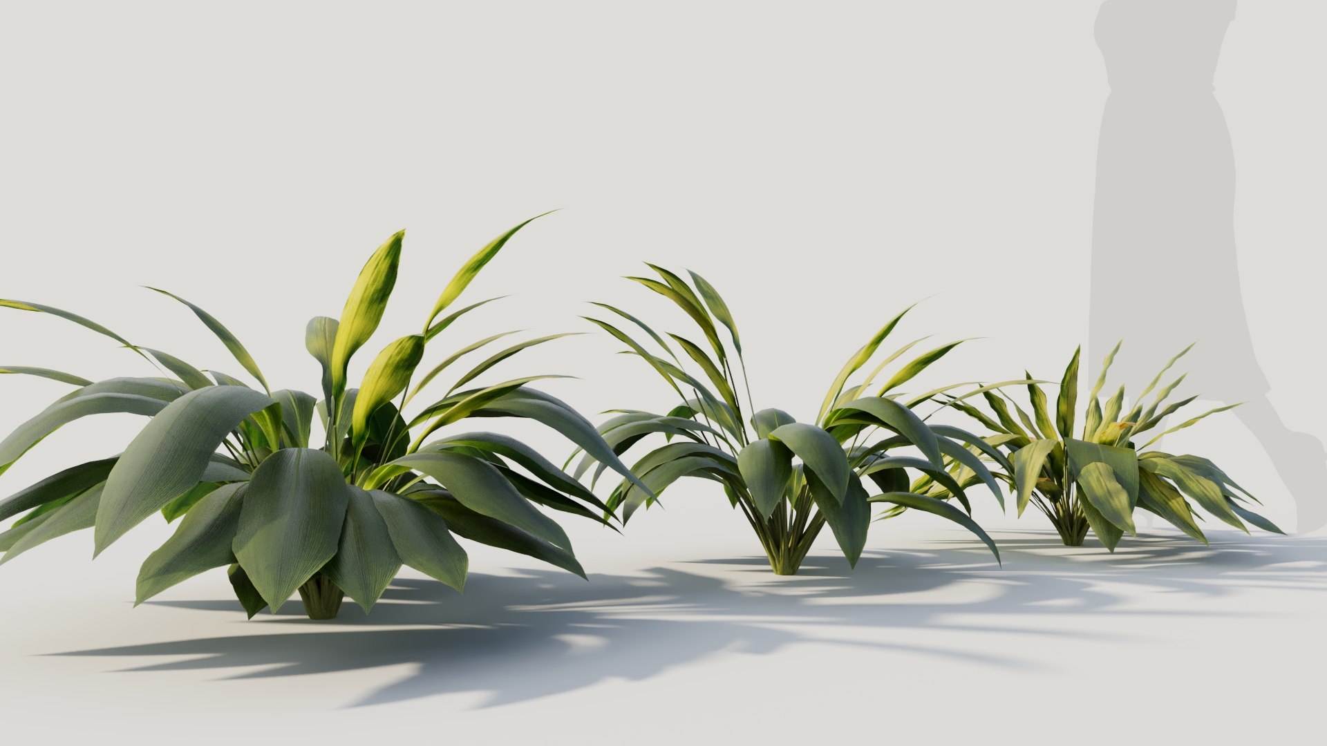 3D Curculigo molineria b https://p.turbosquid.com/ts-thumb/Dm/9h57Ro/0X/curculigosynmolineriab6/jpg/1705581952/1920x1080/fit_q87/927e762cdf6fd979312836999a44bcf111e03e64/curculigosynmolineriab6.jpg