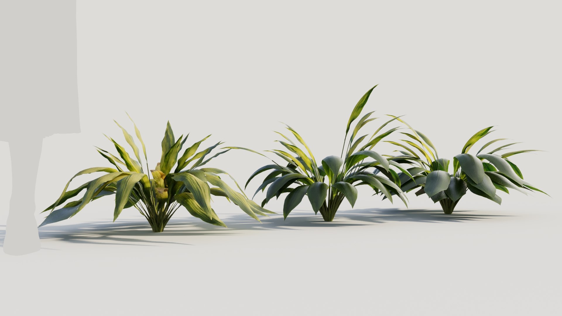 3D Curculigo molineria b https://p.turbosquid.com/ts-thumb/Dm/9h57Ro/6u/curculigosynmolineriab5/jpg/1705581951/1920x1080/fit_q87/e8bb6f2cb230a3146609049cfa43419bcc399d97/curculigosynmolineriab5.jpg