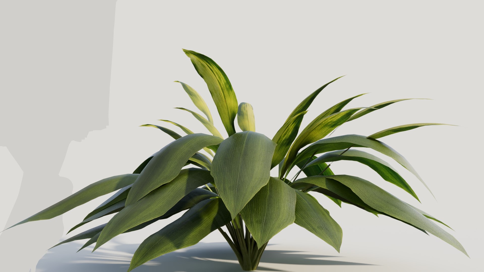 3D Curculigo molineria b https://p.turbosquid.com/ts-thumb/Dm/9h57Ro/88/curculigosynmolineriab9/jpg/1705581947/1920x1080/fit_q87/19ad6f7166c942002c03830e7641c8018dd6f1a3/curculigosynmolineriab9.jpg
