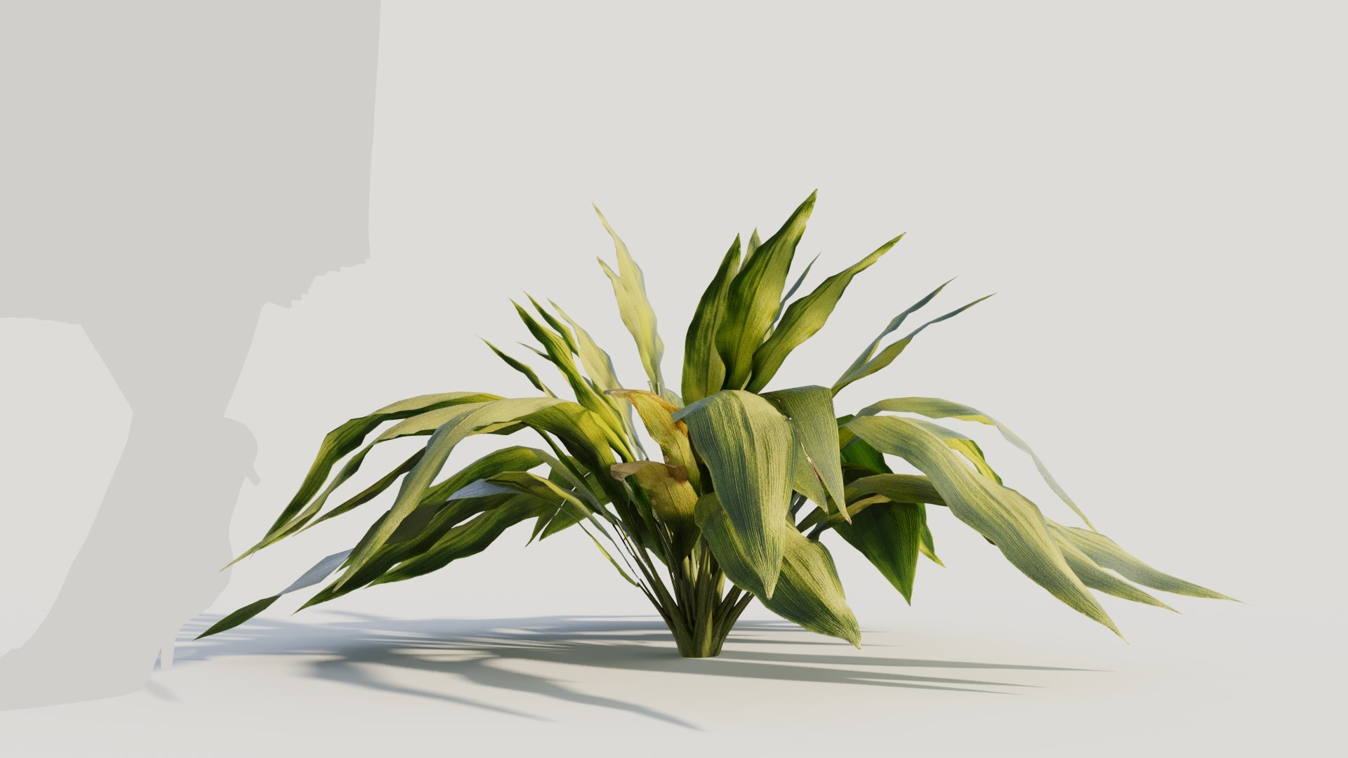 3D Curculigo molineria b https://p.turbosquid.com/ts-thumb/Dm/9h57Ro/91/curculigosynmolineriab7/jpg/1705581953/1920x1080/fit_q87/1ccfbefe893ae8b62237ba680652e13d46e7cf16/curculigosynmolineriab7.jpg