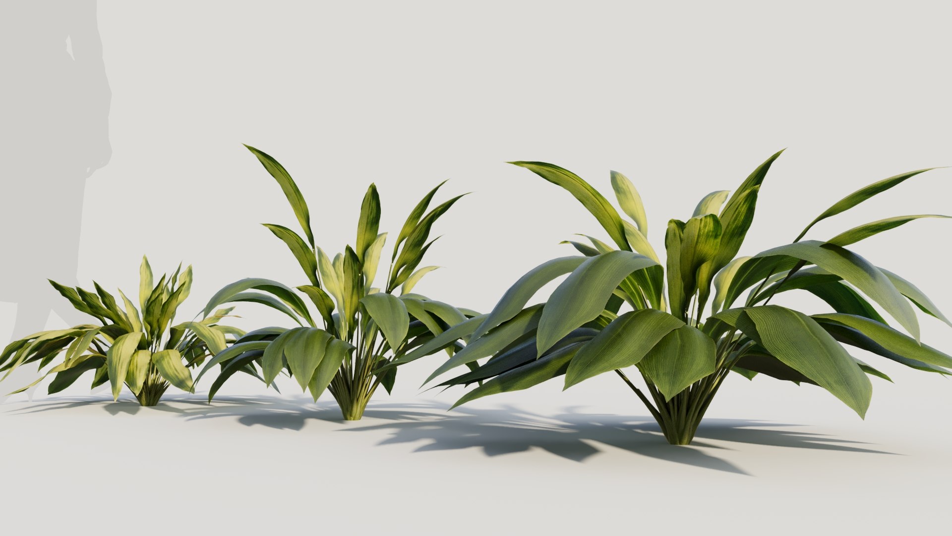 3D Curculigo molineria b https://p.turbosquid.com/ts-thumb/Dm/9h57Ro/Bn/curculigosynmolineriab3/jpg/1705581950/1920x1080/fit_q87/11efb52d9f3b96326e17ee5345b5fa40b247307e/curculigosynmolineriab3.jpg