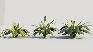 3D Curculigo molineria b