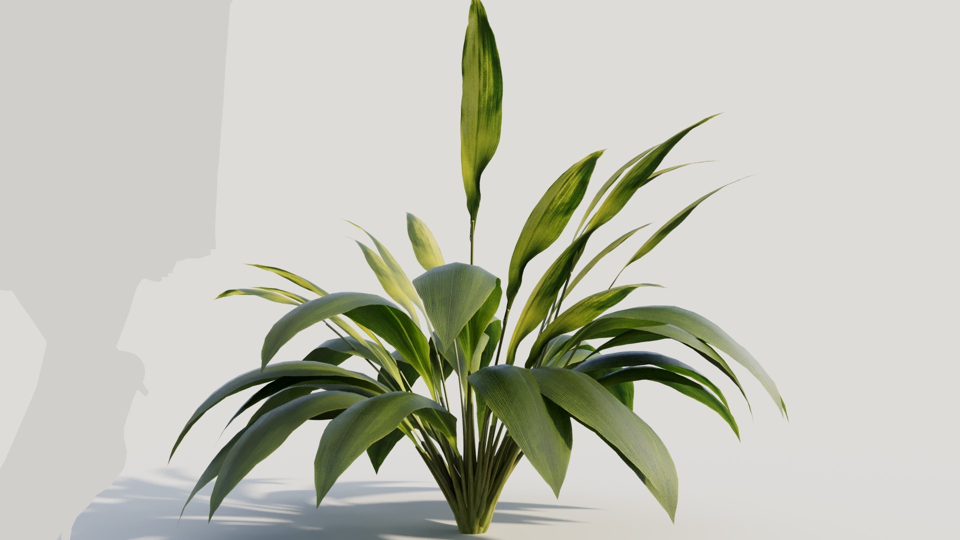 3D Curculigo molineria b https://p.turbosquid.com/ts-thumb/Dm/9h57Ro/Kk/curculigosynmolineriab8/jpg/1705581951/1920x1080/fit_q87/a1b4bdd47f917f007e3f8483baeb81b296b19169/curculigosynmolineriab8.jpg