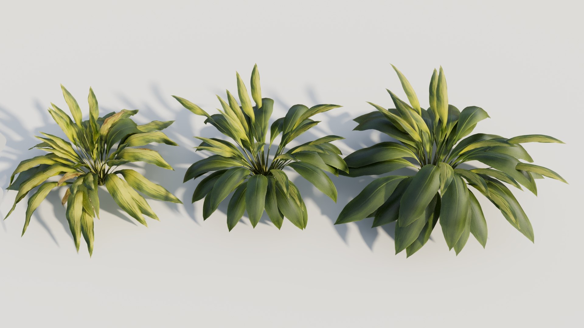 3D Curculigo molineria b https://p.turbosquid.com/ts-thumb/Dm/9h57Ro/PN/curculigosynmolineriab4/jpg/1705581950/1920x1080/fit_q87/b933b9dd396da02f20564260ced7f88c486e30e4/curculigosynmolineriab4.jpg
