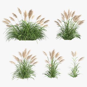 3D Miscanthus sinensis set 1 model