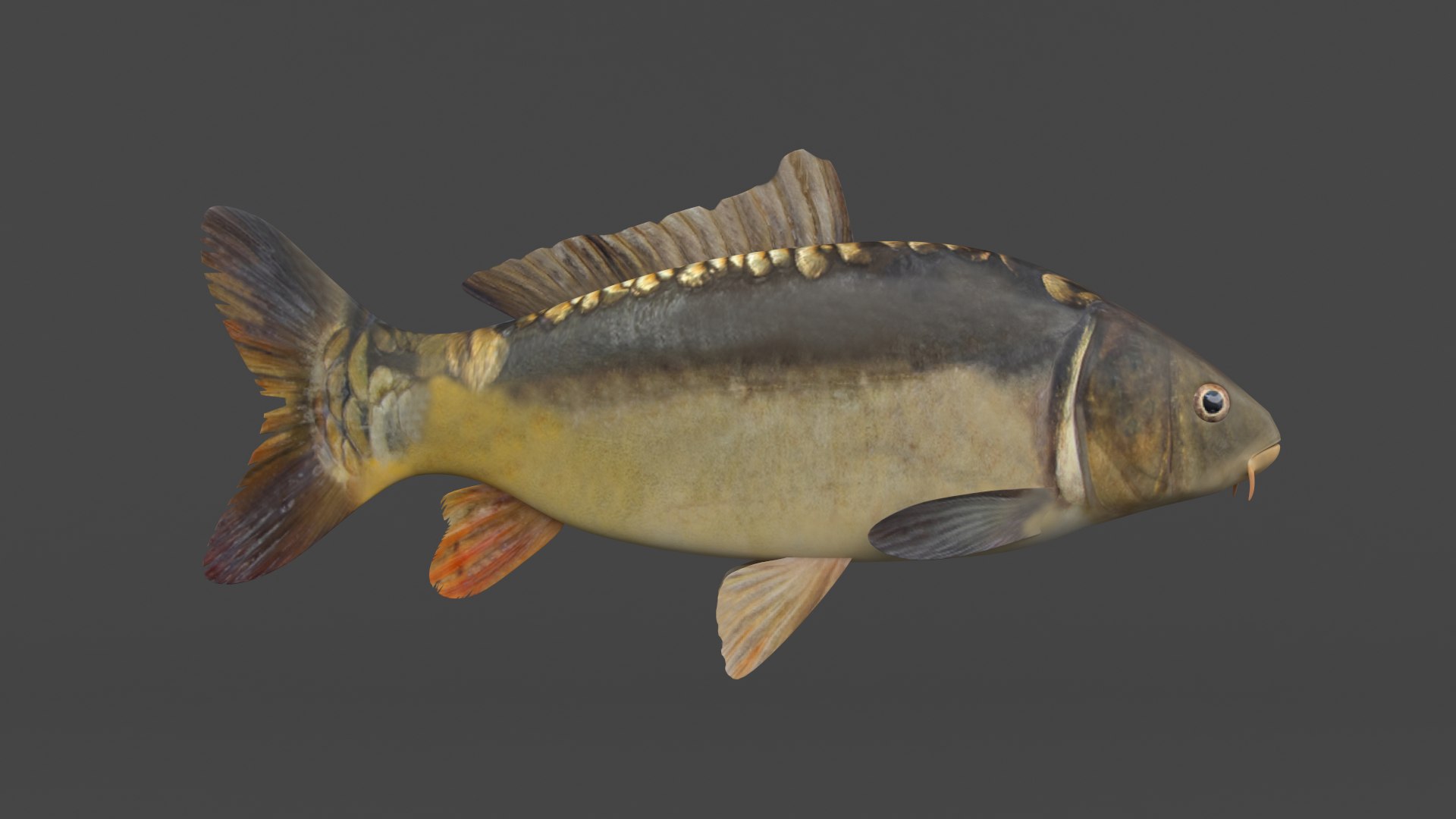 3D Fish Collection Model - TurboSquid 2115943