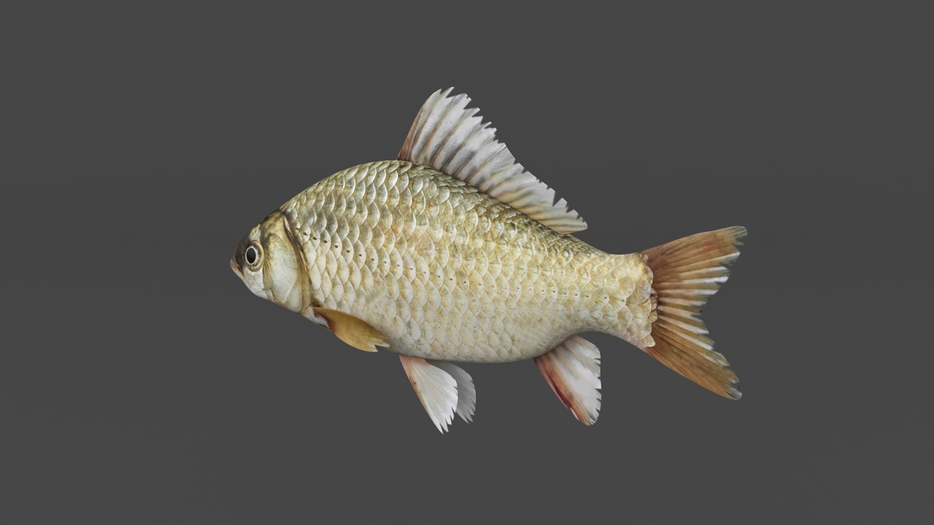 3D Fish Collection Model - TurboSquid 2115943