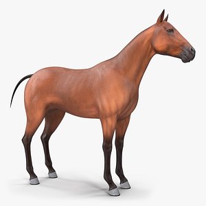 bay horse racing rigged 3D model