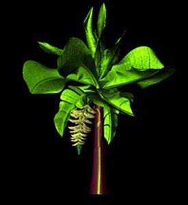 tropical banana tree 3d model