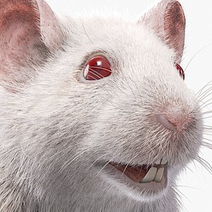White Mouse with Fur