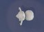 Cartoon Squirrel Animated Base Mesh 30 Animazioni Modello 3D