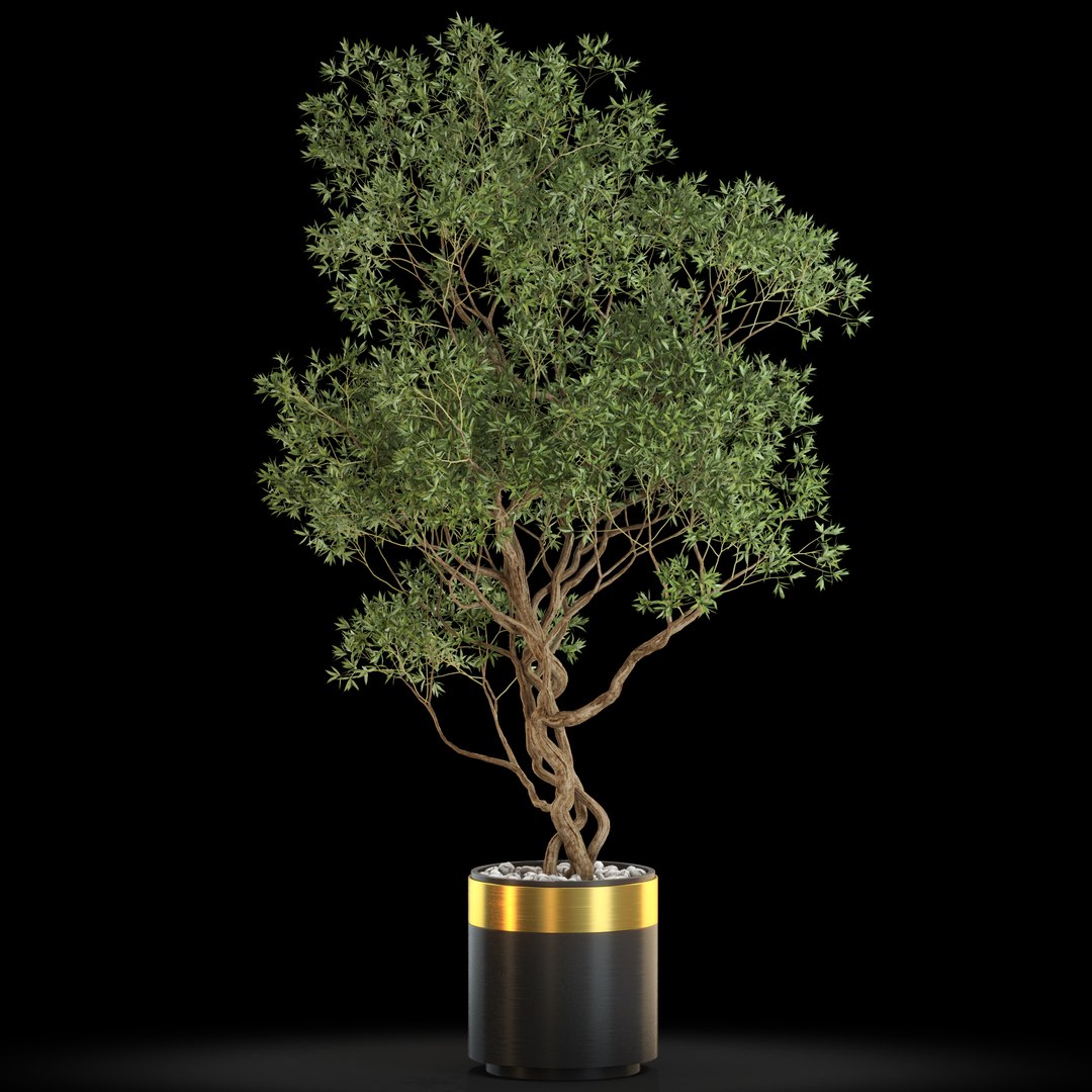 3D Plants collection 645 https://p.turbosquid.com/ts-thumb/Dm/j5ouWi/gH/plant_645_03.effectsresult/jpg/1645950649/1920x1080/fit_q87/a00de3fbee14dcf8b0db53cac435dbf490d06664/plant_645_03.effectsresult.jpg