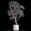Colección de plantas 645